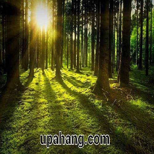 دانلود آهنگ عشق اگه روز ازل در دل دیوانه نبود هایده